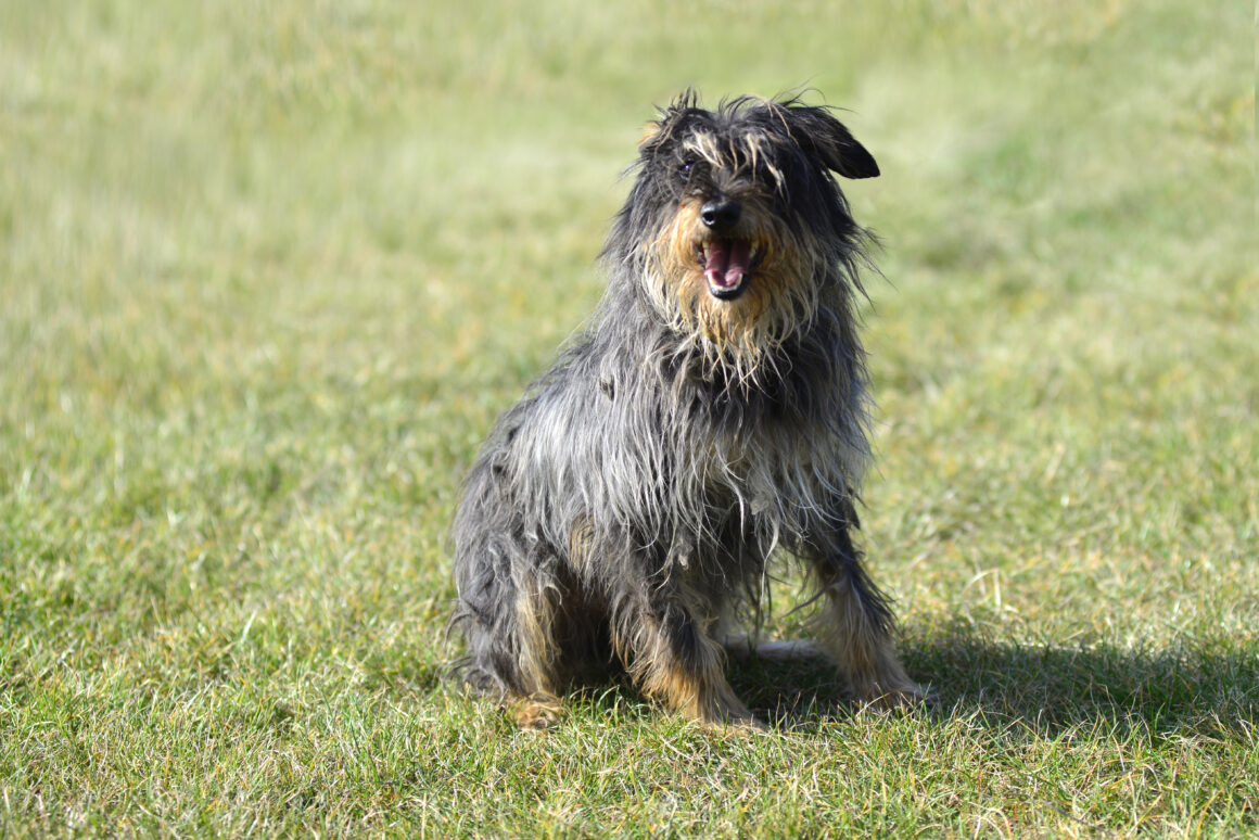 Adopcja psa: co musisz sobie uświadomić i pytania, które czas sobie zadać: